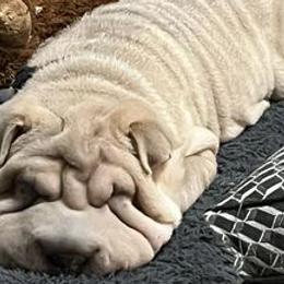 Chinese Shar-Pei from Wrinkle in time