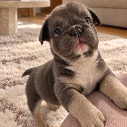 Anatoliy - Blue male French Bulldog puppy in Chesnee, South Carolina from Michael & Raisa