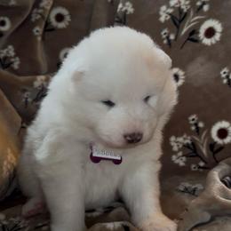 Pebbles - White female Samoyed puppy in Atkinson, Nebraska from Sandhills Samoyeds