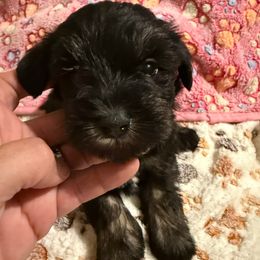 Noni - Black and silver female Miniature Schnauzer puppy in Lockney, West Virginia from S&T Kennels