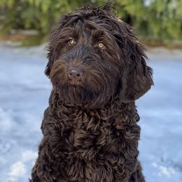 Cindy - Australian Labradoodle