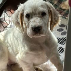 Lila - Orange belton English Setter puppy in New Windsor, Maryland from Ambush Kennel