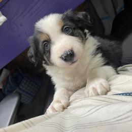 Border Collie and German Shepherd Puppies from Von Guadachi German Shepherds & Audacity Border Collies