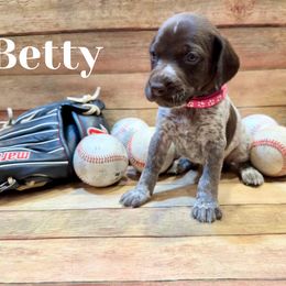 German Shorthaired Pointer Puppies from Upland Points Gun Dogs