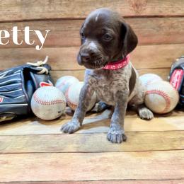 German Shorthaired Pointer Puppies from Upland Points Gun Dogs