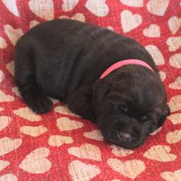 Snuggles - Chocolate female Labrador Retriever puppy in Camden, Indiana from Camden's Caring Canines