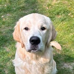 Golden Retriever All Grown Up from Celtic Pride Goldens