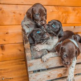 German Shorthaired Pointer and Poodle Puppies from Pilgrims Trails Pointers and Poodles