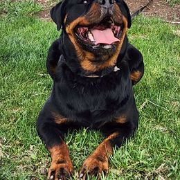 Oakley - Rottweiler
