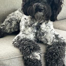 Birdie - Australian Labradoodle