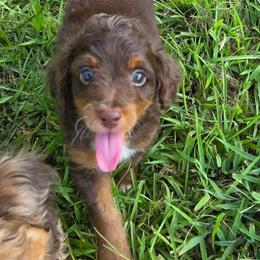 Mocha - Red phantom male Aussiedoodle puppy in Haleyville, Alabama from The Cuddly Dood Ranch