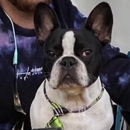 Creed - French Bulldog