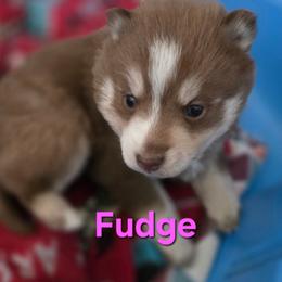 FUDGE - Chocolate female Pomsky puppy in Coatesville, Pennsylvania from Peaceful Pomskys