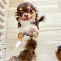Momo - Chocolate and tan female Chihuahua puppy in El Sobrante, California from Dolce Coco Chihuahuas