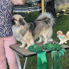 Tashi - Tibetan Spaniel