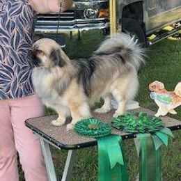 Tashi - Tibetan Spaniel