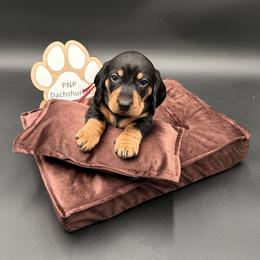 Phil - Black and tan male Dachshund puppy in Ben Wheeler, Texas from P&P Dachshunds