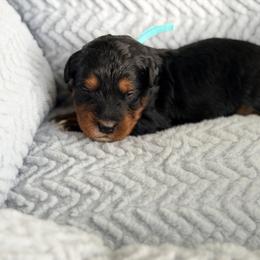 Travel - Teal - Phantom female Bernedoodle puppy in Charleston, South Carolina from Palm Belle Doodles