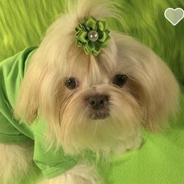 Opie - Shih Tzu