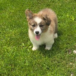 Berkley - Brindle merle and white male American Corgi puppy in Walker, Iowa from Double K Corgis