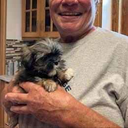 Shih Tzu Puppies from Diamond Paws LLC