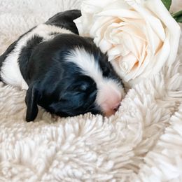 English Springer Spaniel Puppies from Starshine Puppies