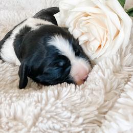 English Springer Spaniel Puppies from Starshine Puppies