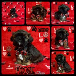 Nutmeg (Moose) - Black and tan male Shih Tzu puppy in Yelm, Washington from Lala's All Star Shih Tzu