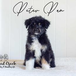 Peter Pan - Black tri-color male Aussiedoodle puppy in Woodruff, South Carolina from Crooked Creek Doodles and Poodles