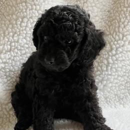 Poodles from Pinehurst Poodles, LLC