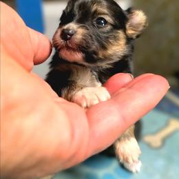 Girl 4 - Black and tan female Companion Cross puppy in Davenport, Washington from Lovely Ladies and Little Asses Miniature Equines (L3A Pomeranians & Papillons)