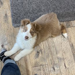 Australian Shepherd, Miniature American Shepherd, Miniature Australian Shepherd, and Toy Australian Shepherd Puppies from Painted Blue Aussies
