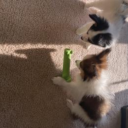 Papillon Puppies from SMK's Papillons