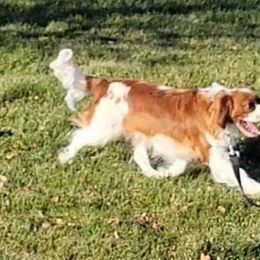Cavalier King Charles Spaniel, Cavapoo, and Poodle All Grown Up from Rocky Desert Goldens and Cavaliers