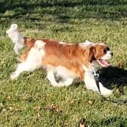 Cavalier King Charles Spaniel, Cavapoo, and Poodle All Grown Up from Rocky Desert Goldens and Cavaliers