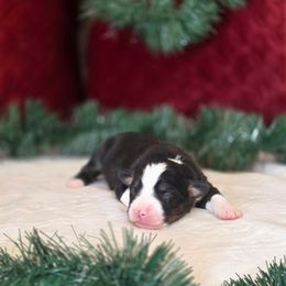 C - Black tri male Miniature Australian Shepherd puppy in Killen, Alabama from Wilkers Wholehearted Mini Aussies