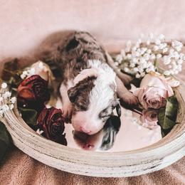 Apache - White and blue merle male Bordoodle puppy in Elizabeth City, North Carolina from Howdy Doodles