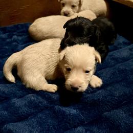 Molly - Wheaten male Scottish Terrier puppy in San Diego (Jamul), California from Lee Valley Scotties