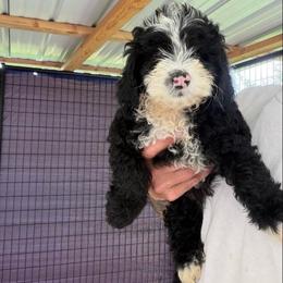 Panda - Black male Goldendoodle puppy in Willits, California from Big Island Goldendoodles