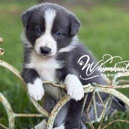 Slate.blue -1495 smooth - Slate male Border Collie puppy in Nashville, Arkansas from Whisenhunt Farms