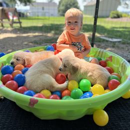 Golden Retriever Puppies from Millport Golden Retriever