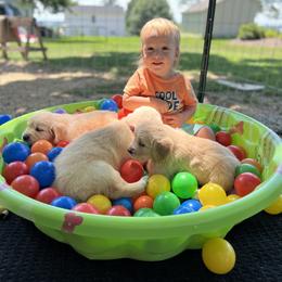 Golden Retriever Puppies from Millport Golden Retriever