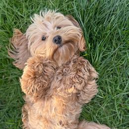 Zoey - Australian Labradoodle