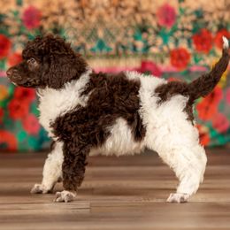 Poodle Puppies from Setting the Standard Poodles