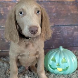 Doc - male Long Haired Weimaraner puppy in Evart, Michigan from Drehbar Weimaraners