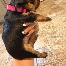 Charlotte - Black and tan female Yorkshire Terrier puppy in Highland, Arkansas from Gilmore Yorkies