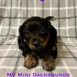 Onyx - Black and tan female Dachshund puppy in Carlsbad, Texas from MV Mini Dachshunds