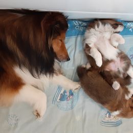 Shetland Sheepdog Puppies from Splendor Shelties
