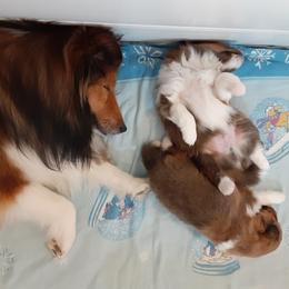 Shetland Sheepdog Puppies from Splendor Shelties