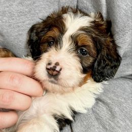 Carol - Tri-color female Bernedoodle puppy in Louisville, Kentucky from Darlin’s Doodles